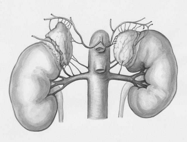 Juicing for Kidney Health: Essential Tips and Benefits