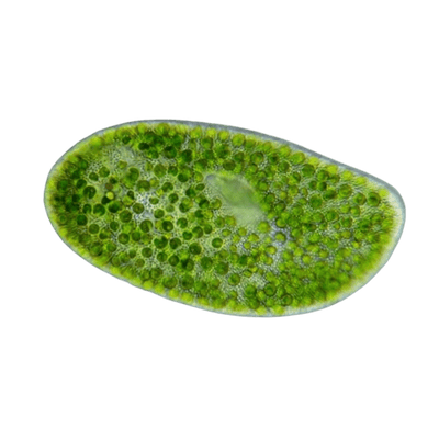 “Cracked-Cell” Chlorella