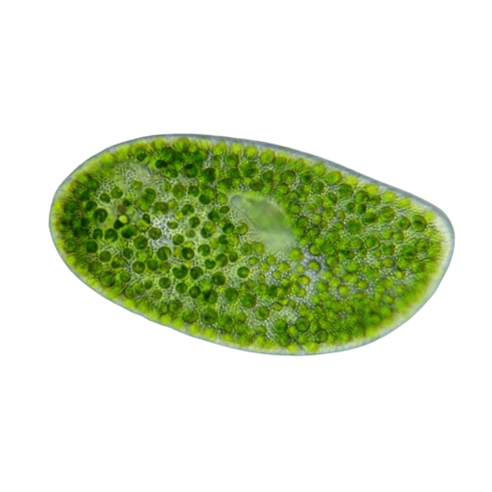 “Cracked-Cell” Chlorella