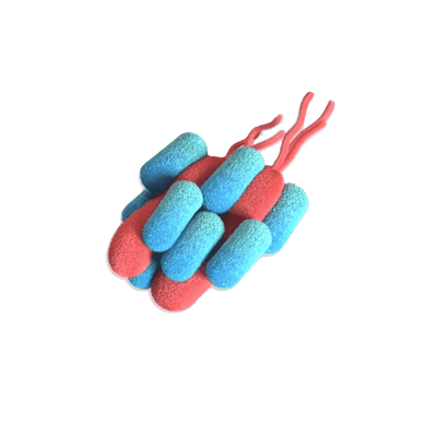Pylopass™ - Probiotic