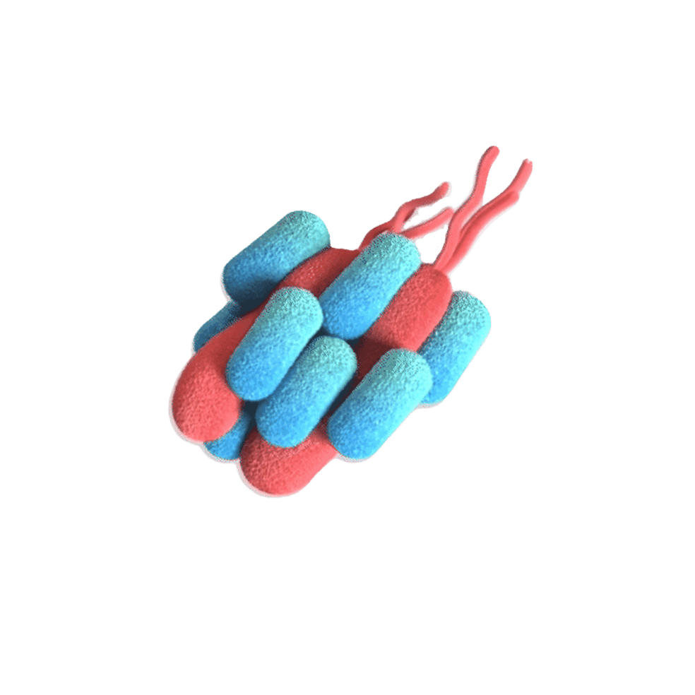 Pylopass™ - Probiotic