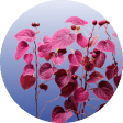 Epimedium