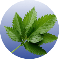 Stinging Nettle