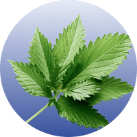 Stinging Nettle