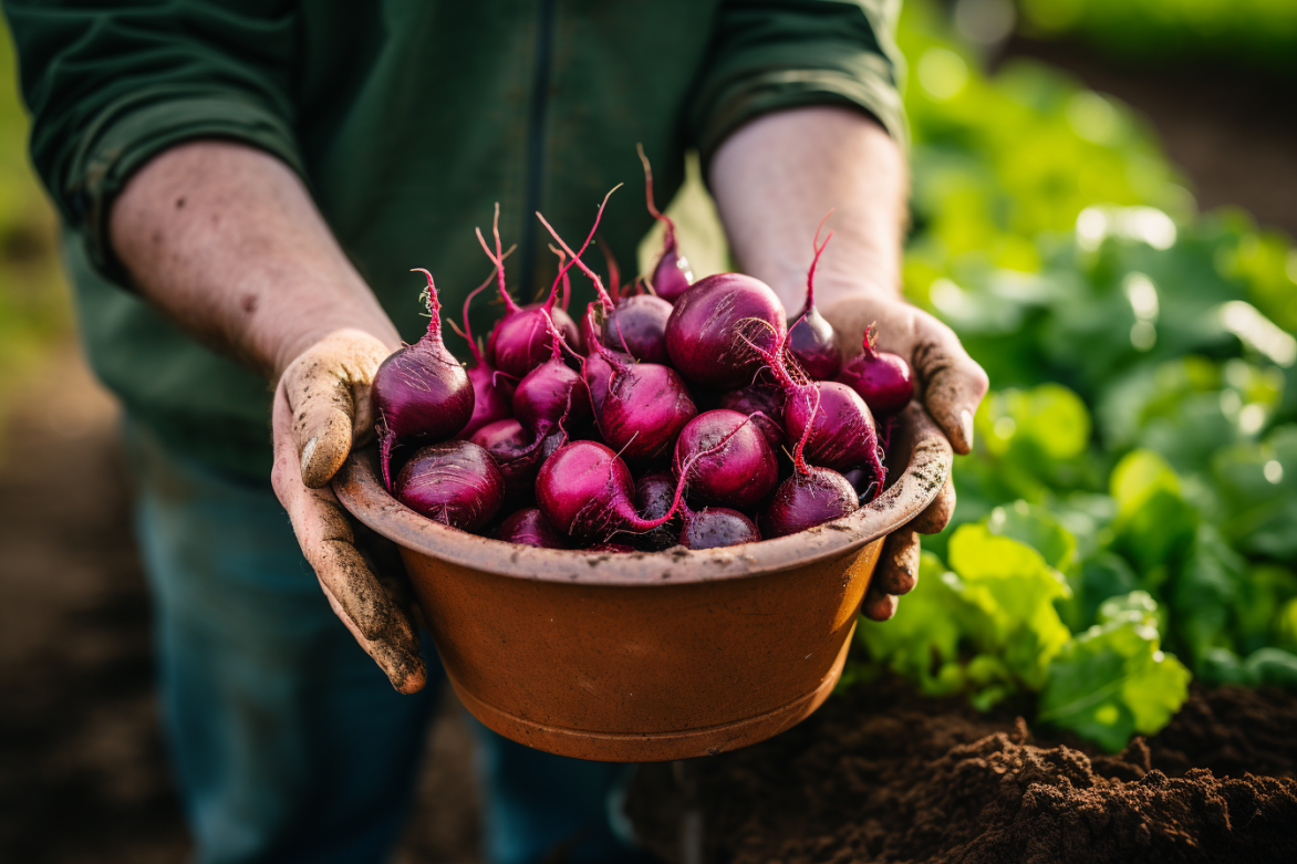 Beetroot Benefits For Men