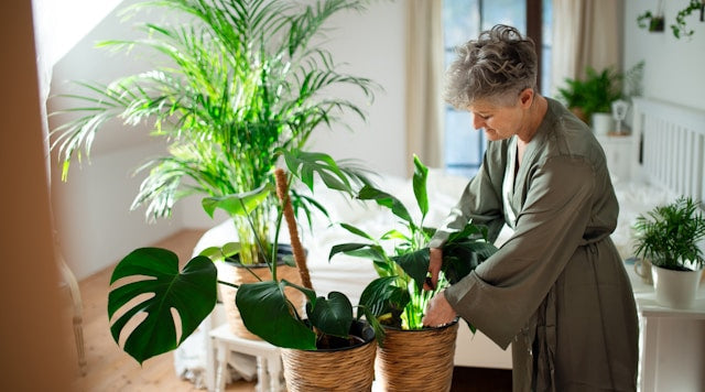 Botanical Wellness Solutions for Modern Living: Enhancing Health and Harmony