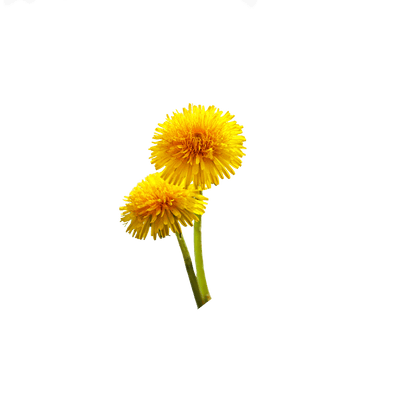 Dandelion Leaf Extract