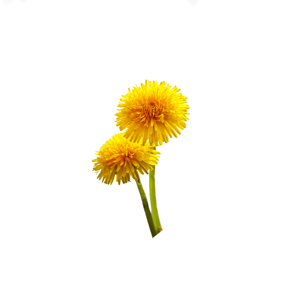 Dandelion Leaf Extract