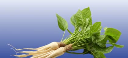 Asian Ginseng Root