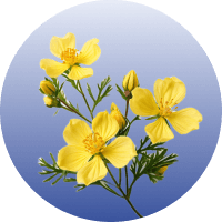 Tribulus Terrestris Fruit