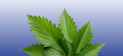Stinging Nettle