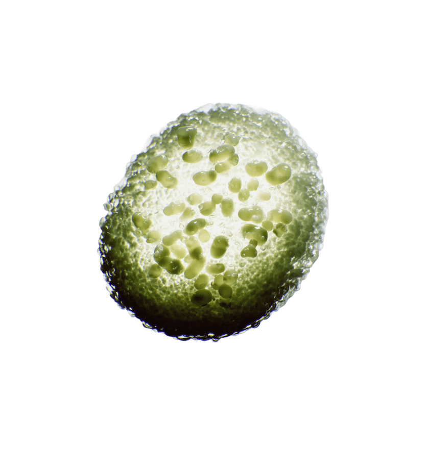 Lactobacillus Plantarum